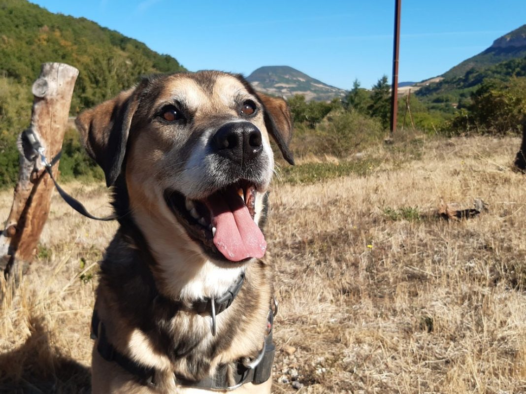 Saez - Chien à adopter