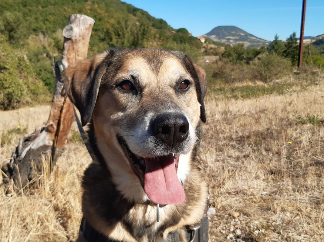 Saez - Chien à adopter - photo 2