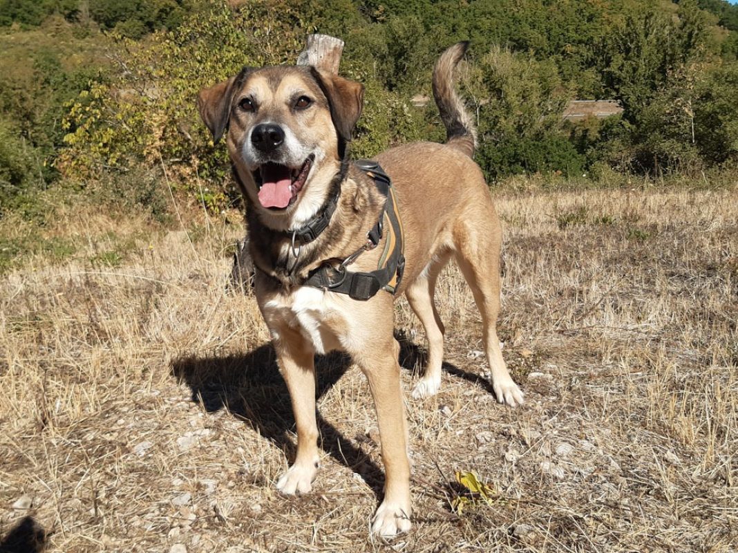 Saez - Chien à adopter - photo 3