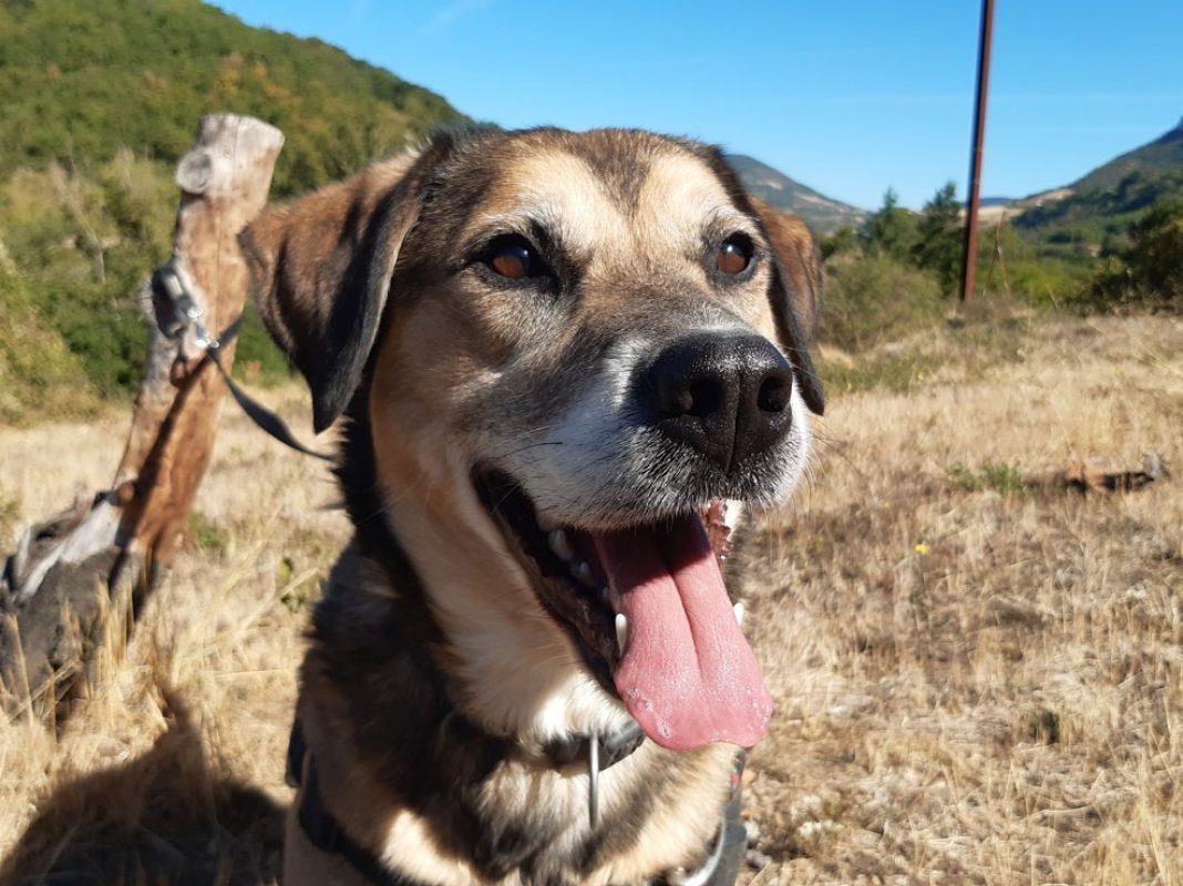 Saez - Chien à adopter - photo 4