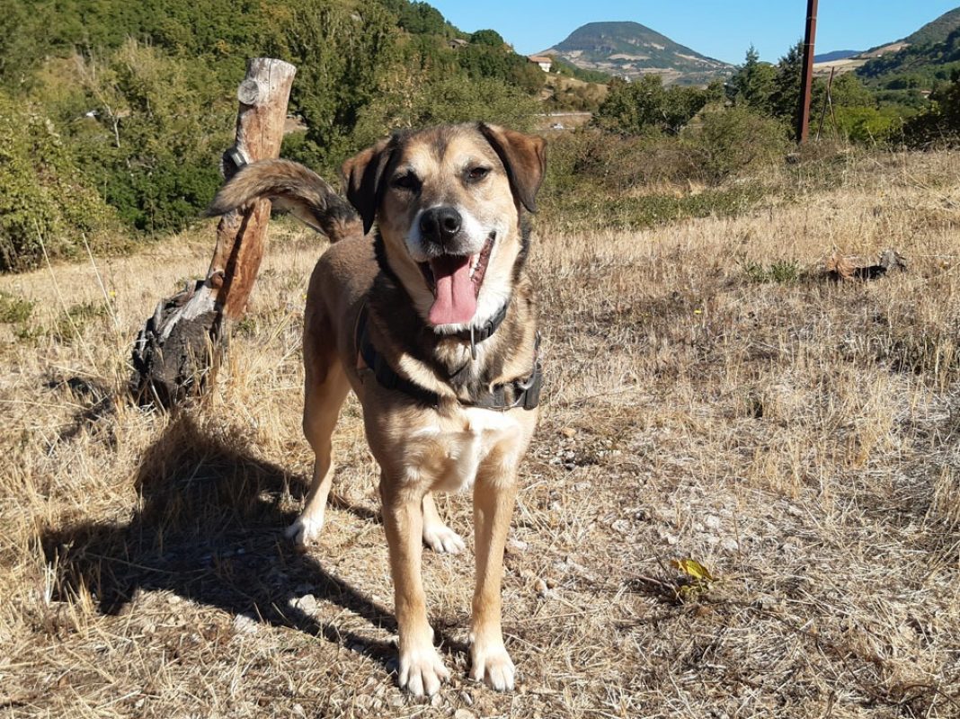 Saez - Chien à adopter - photo 6