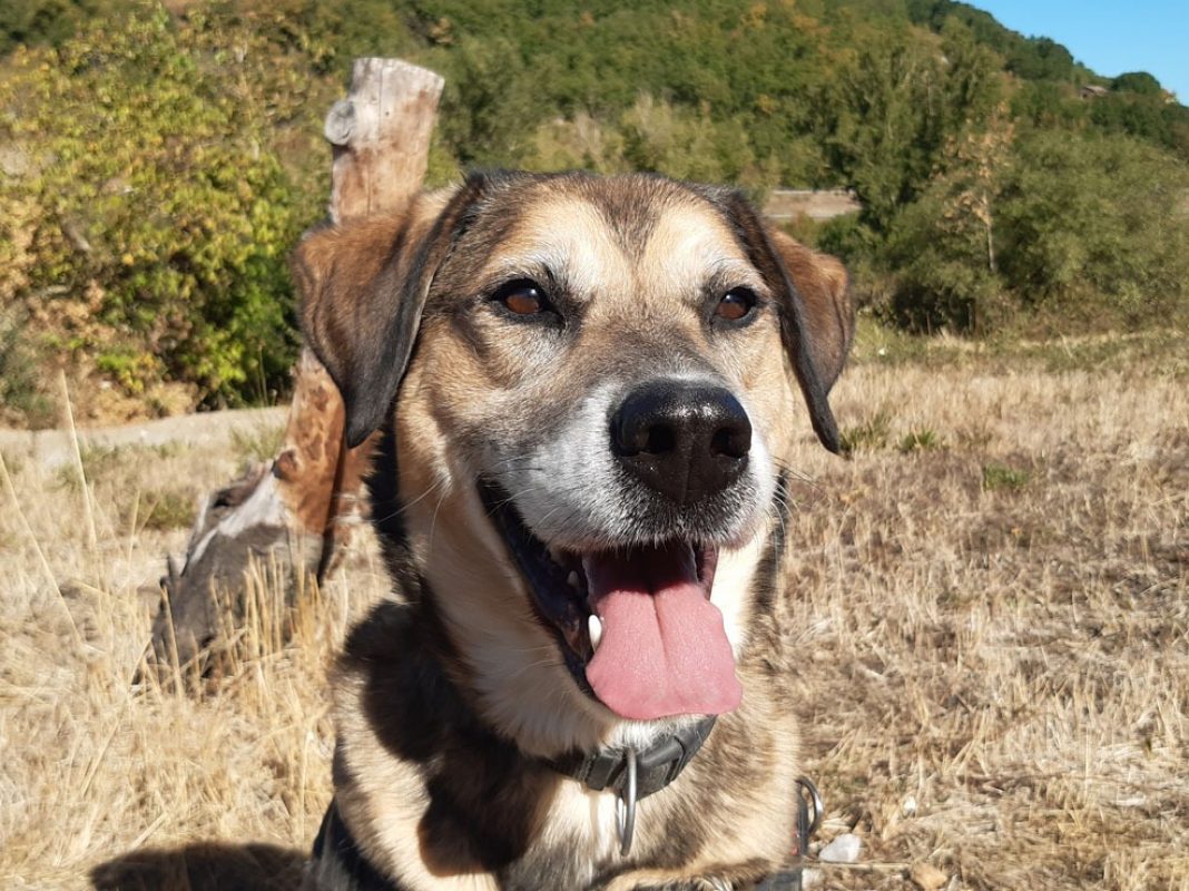 Saez - Chien à adopter - photo 7