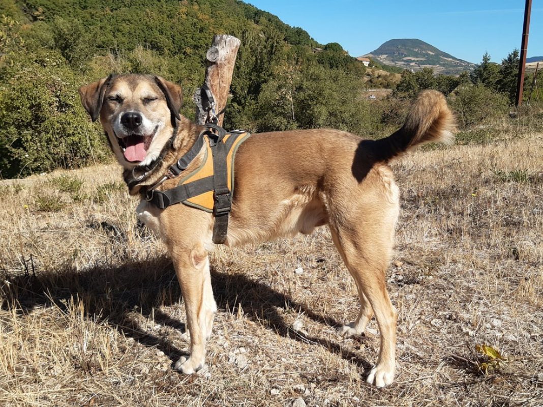 Saez - Chien à adopter - photo 8