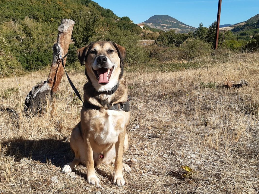 Saez - Chien à adopter - photo 10