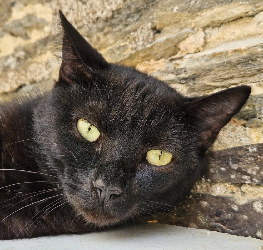 Charouman - Chat Européen à adopter