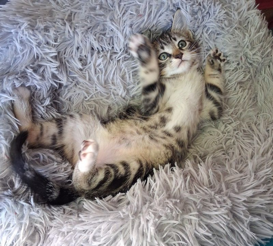 Photo de ONYX
