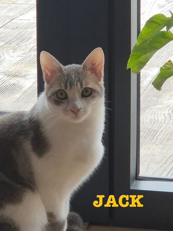 Photo #1 de Jack