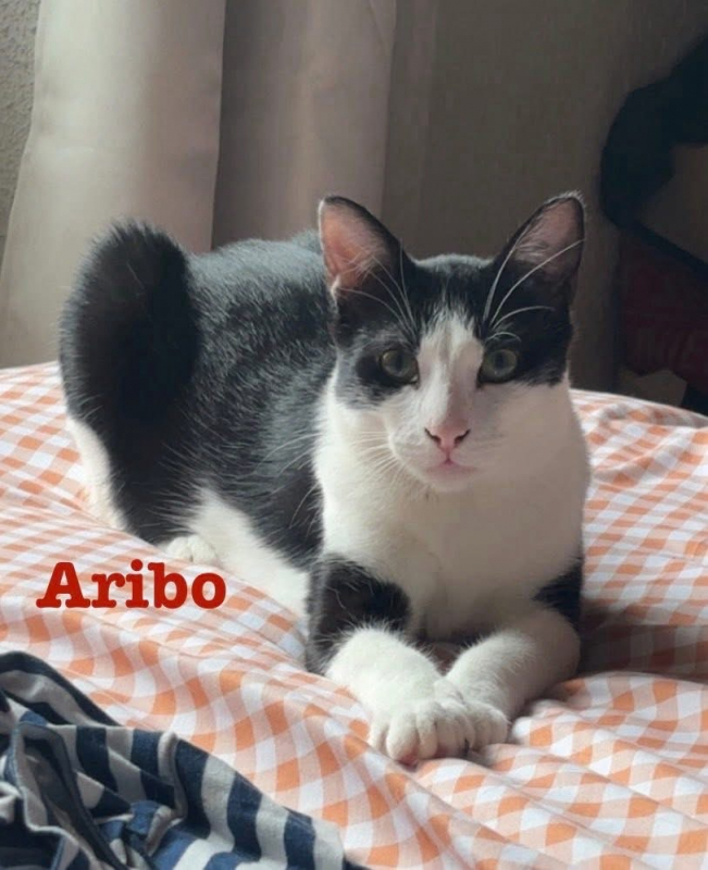 Photo #1 de Aribo