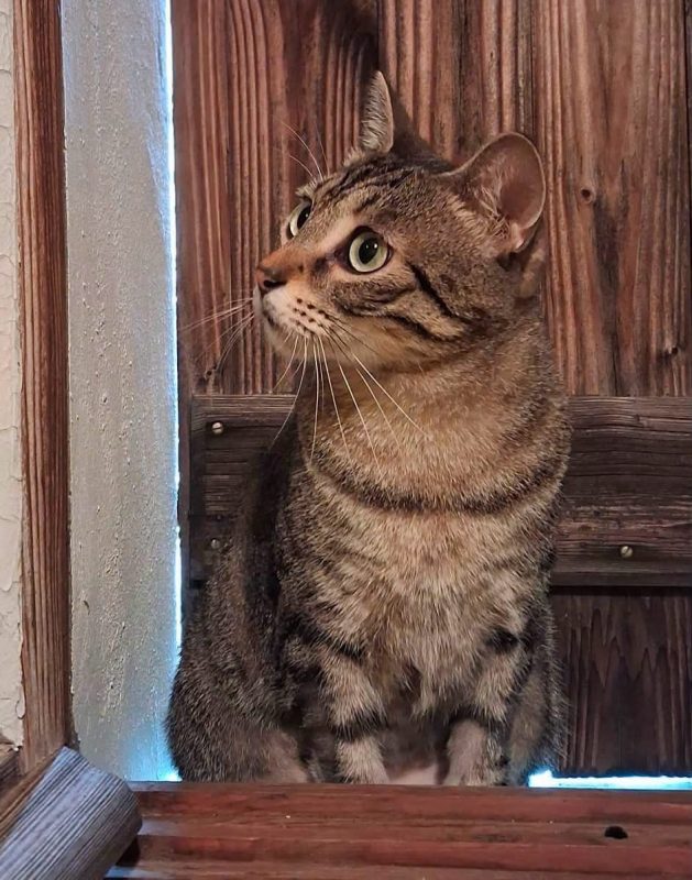Alba - Chat à adopter - photo 2