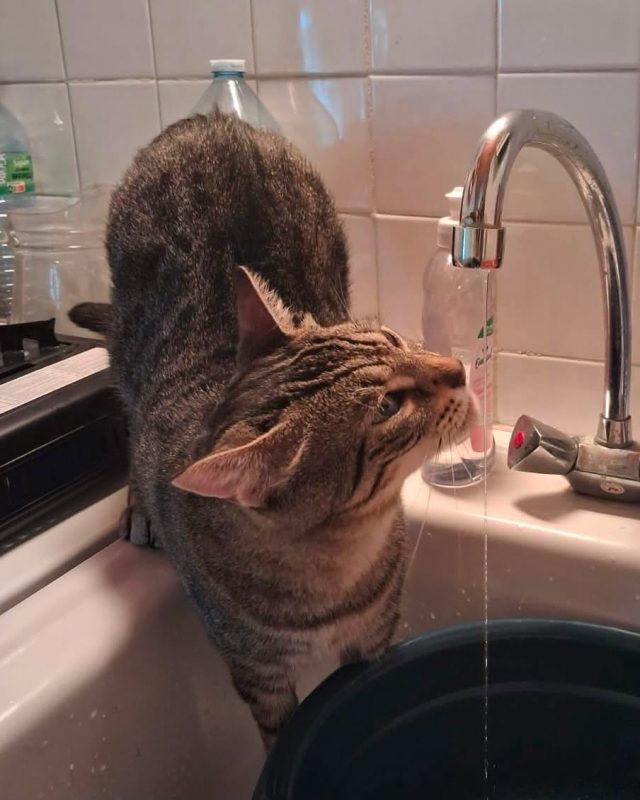 Alba - Chat à adopter
