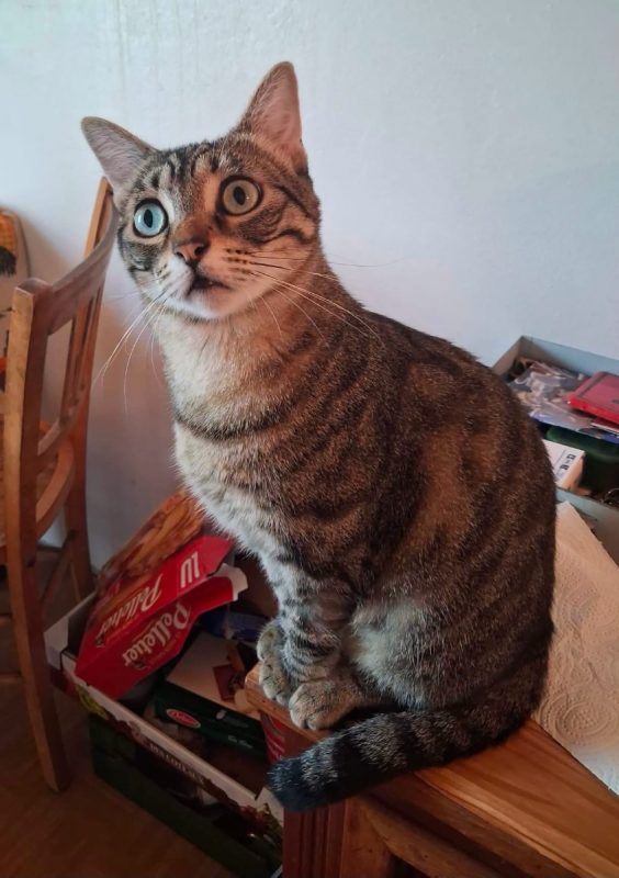 Alba - Chat à adopter - photo 3
