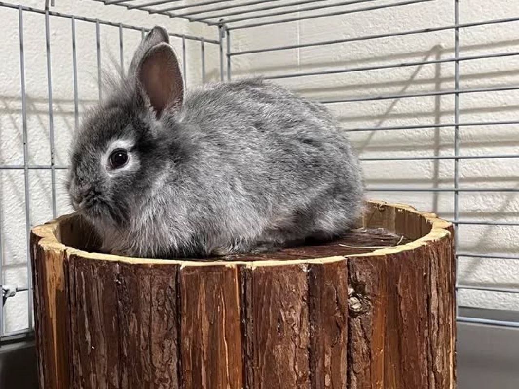 Photo de Kelowa