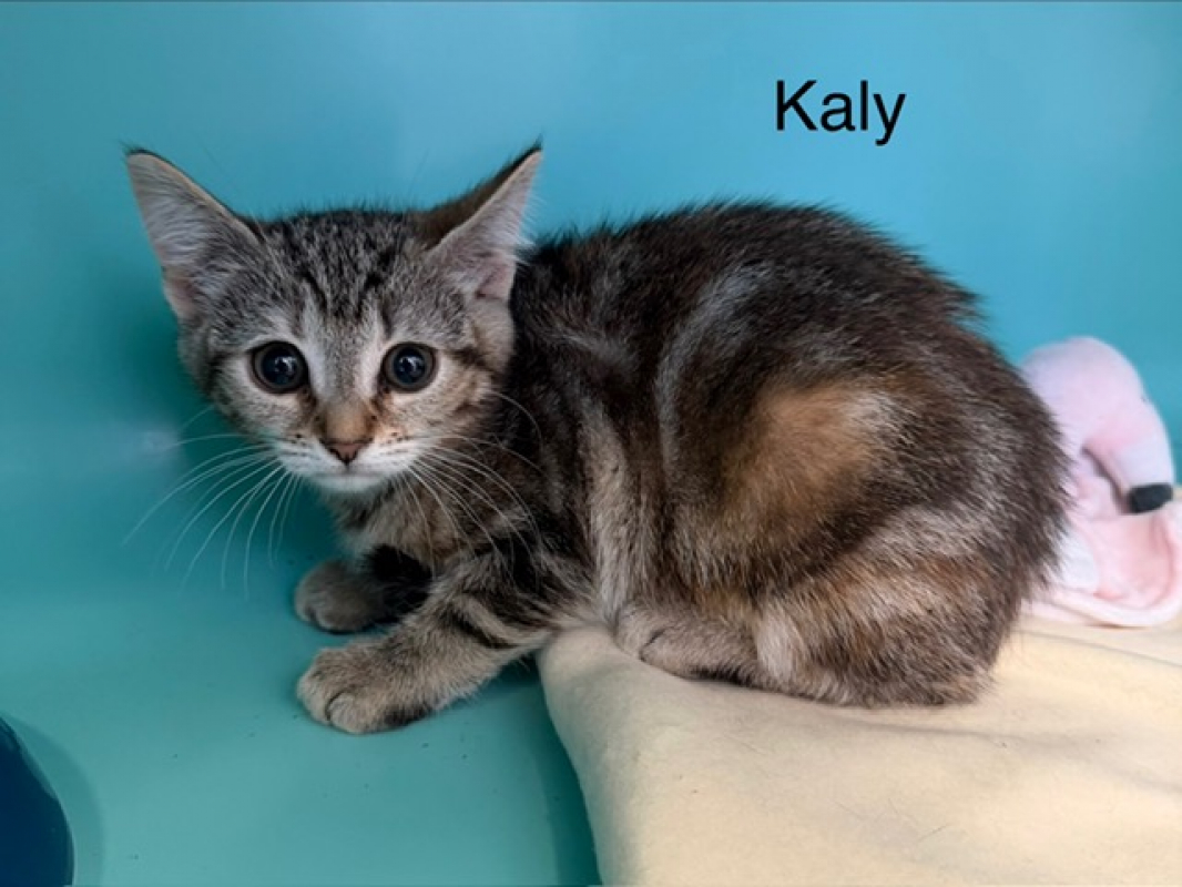 Photo de Kaly