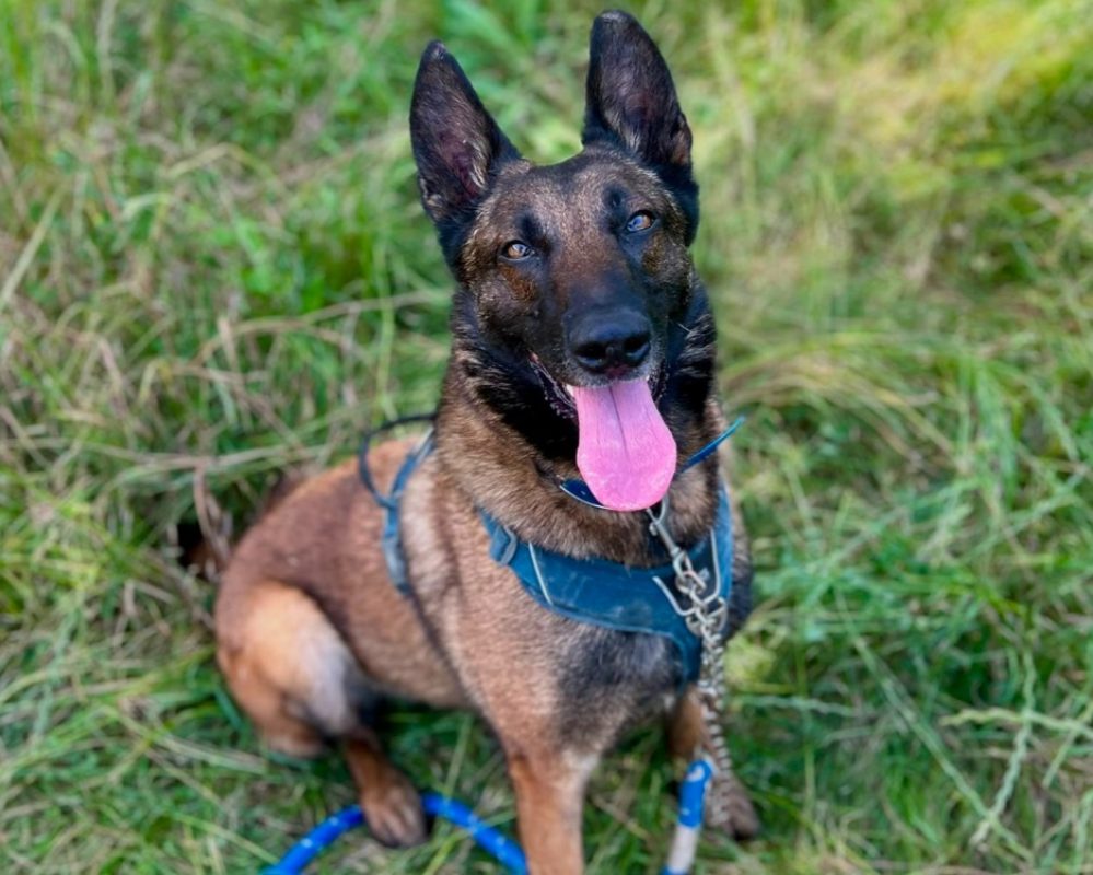 Shivas - Chien Berger Belge Malinois à adopter