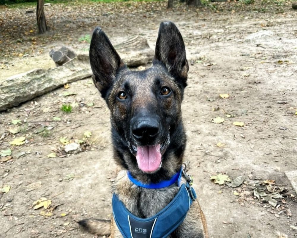 Shivas - Chien Berger Belge Malinois à adopter - photo 2