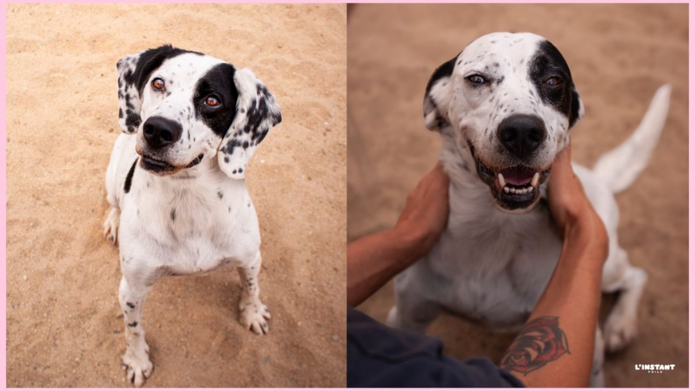 Pilou - Chien à adopter