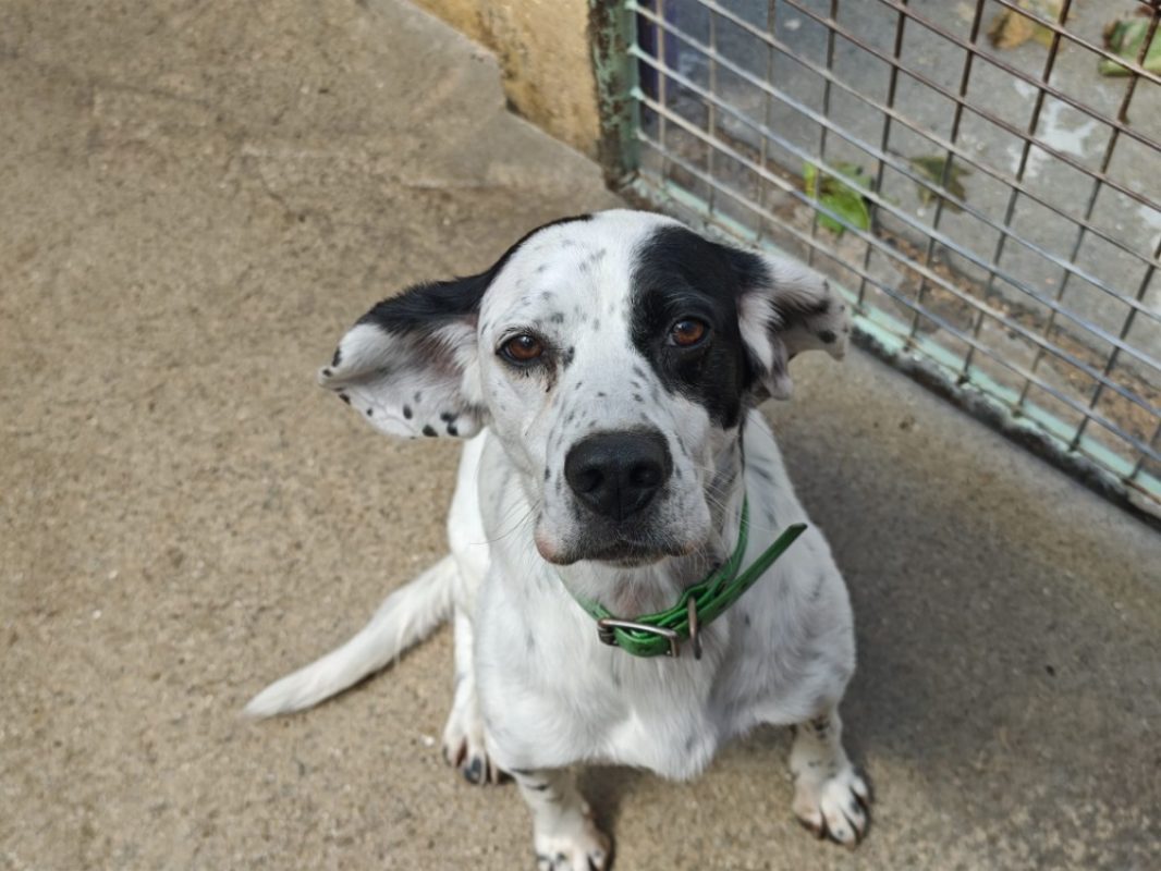 Pilou - Chien à adopter - photo 2