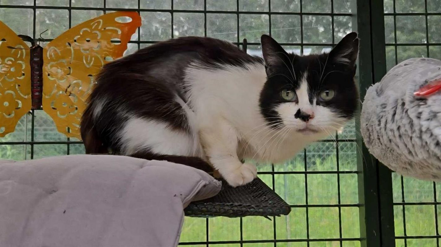 Tortilla - Chat Européen à adopter