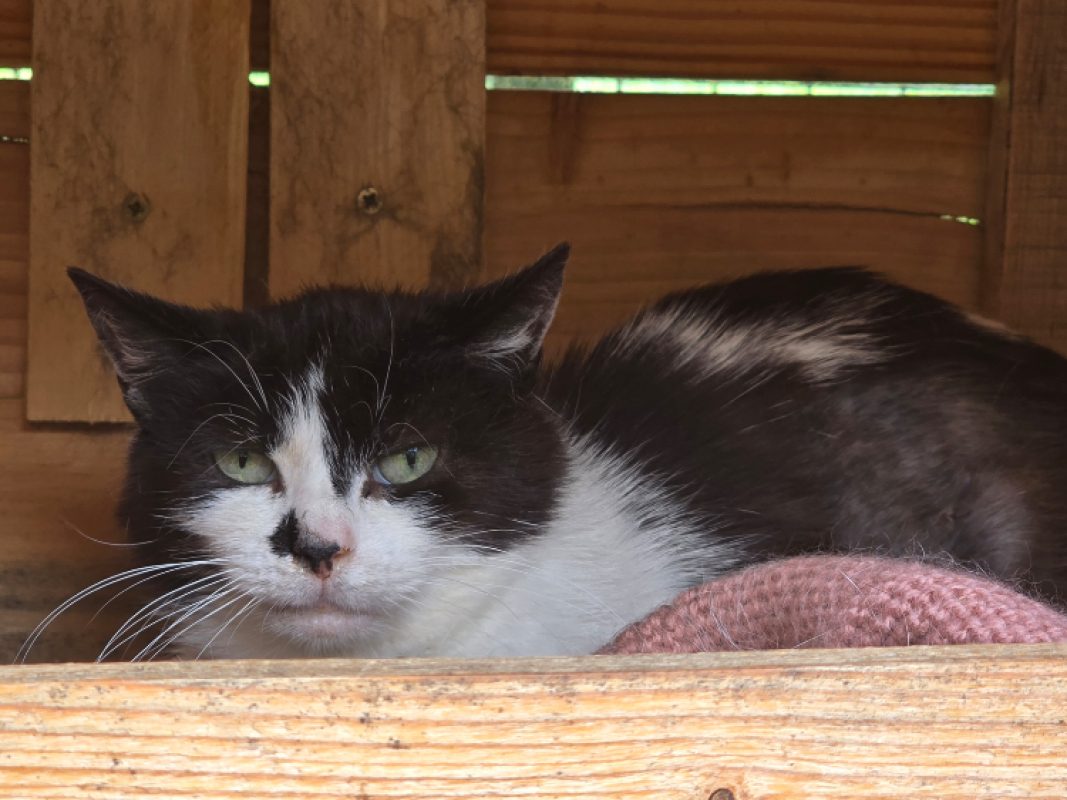 Tortilla - Chat Européen à adopter - photo 2