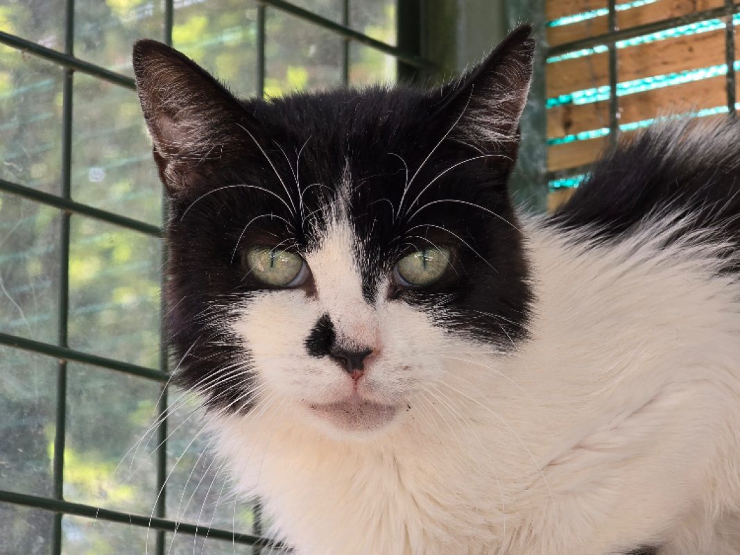 Tortilla - Chat Européen à adopter