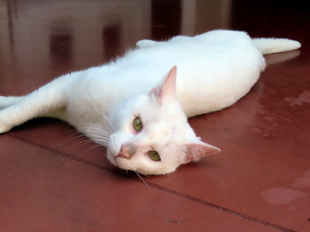 Photo #1 de Snow