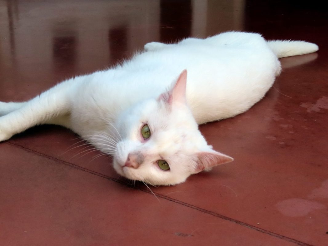 Snow - Chat Européen à adopter