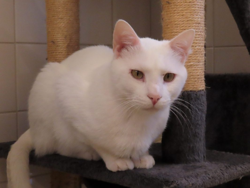 Snow - Chat Européen à adopter