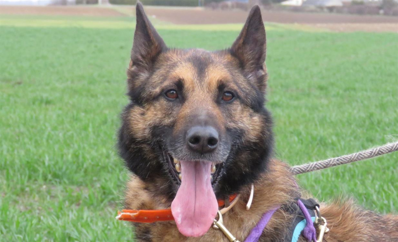 Photo #1 de Aslo vaa