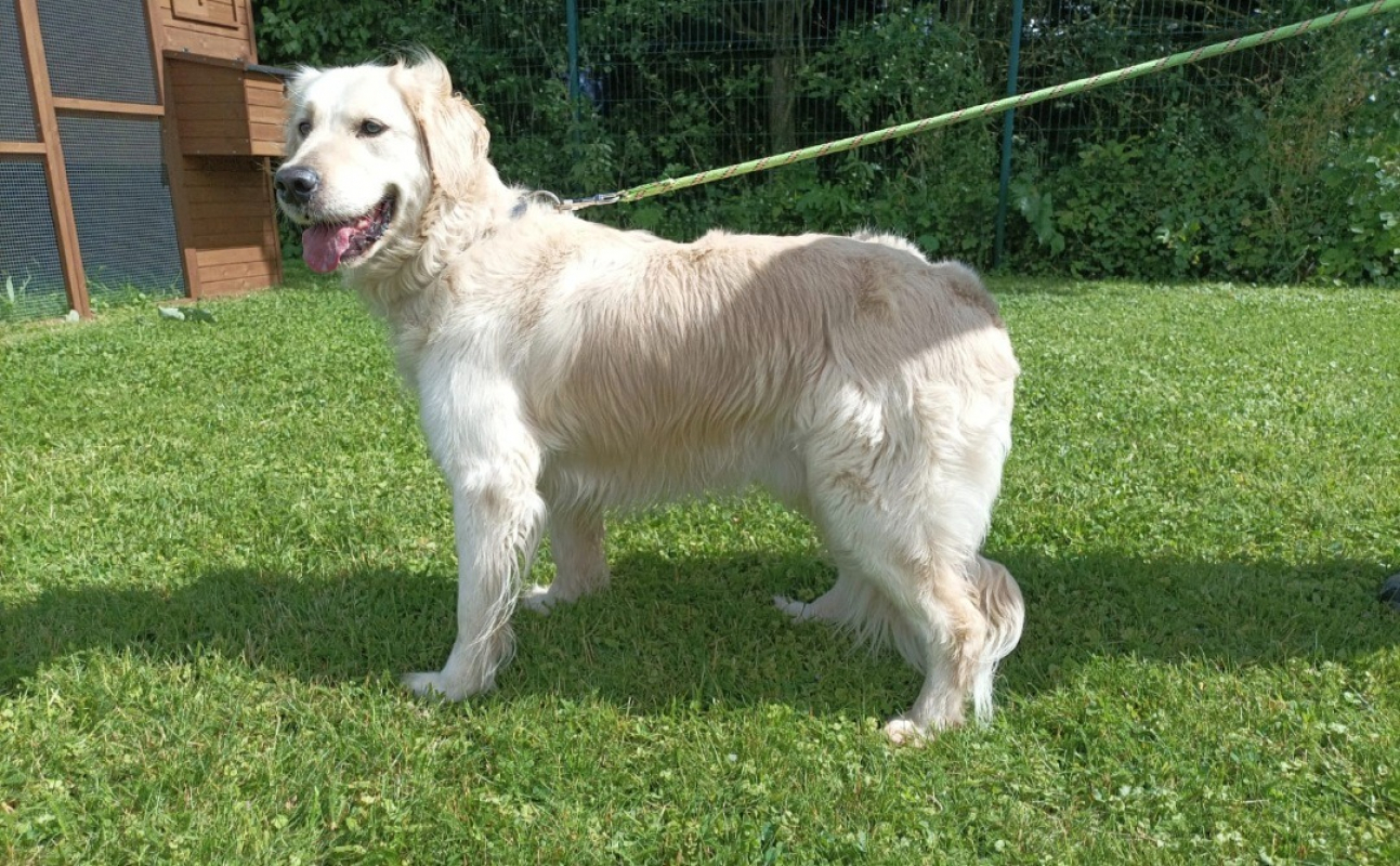Photo #1 de Sirius