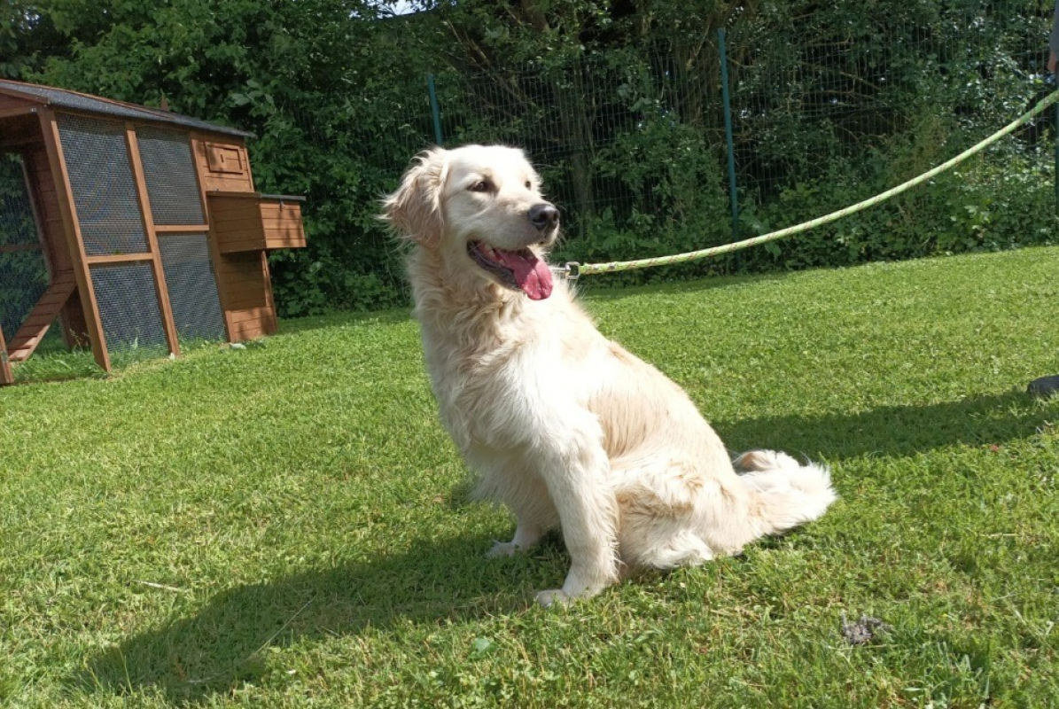Photo #2 de Sirius