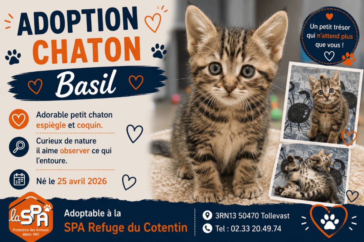 Photo de Basil
