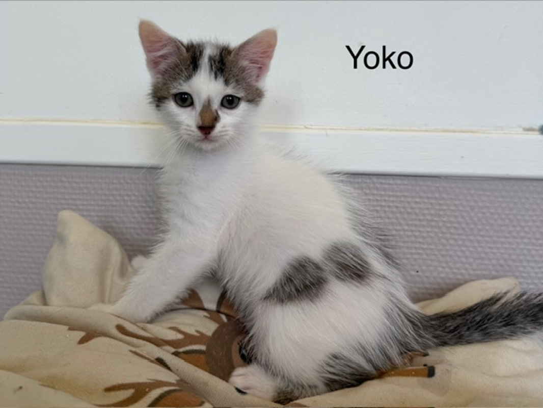 Photo de Yoko