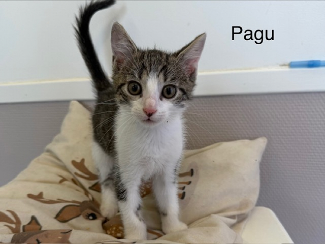 Photo de Pagu