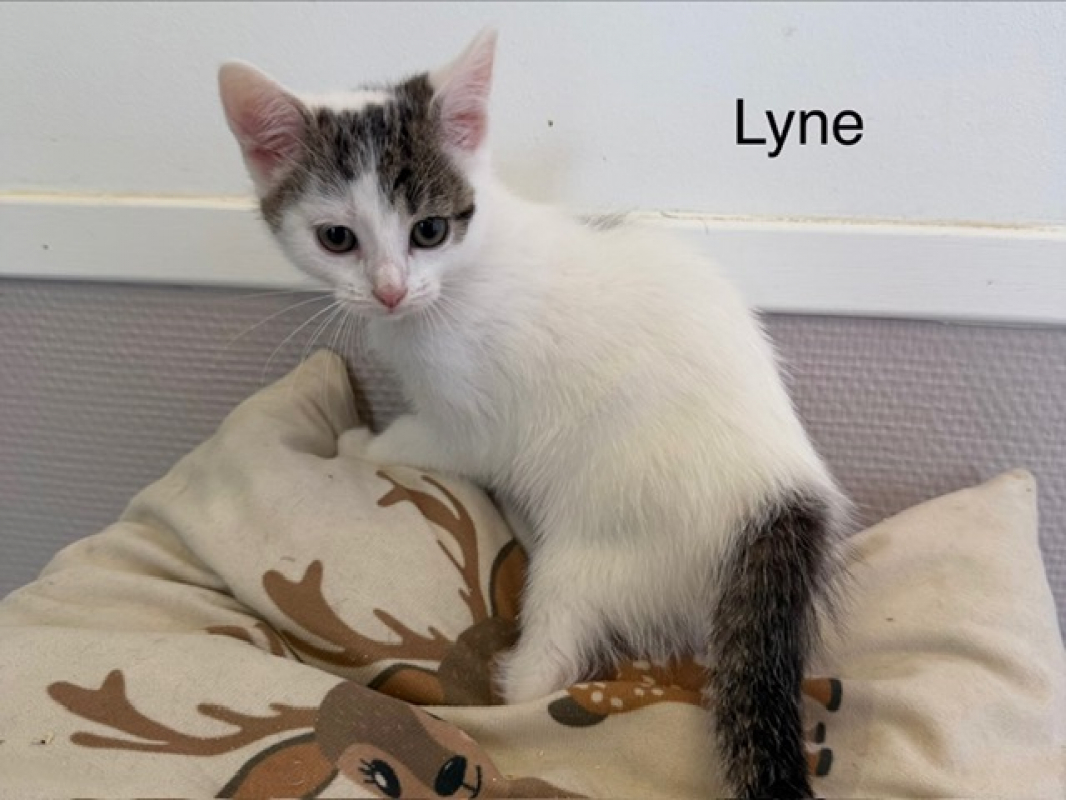 Photo de Lyne