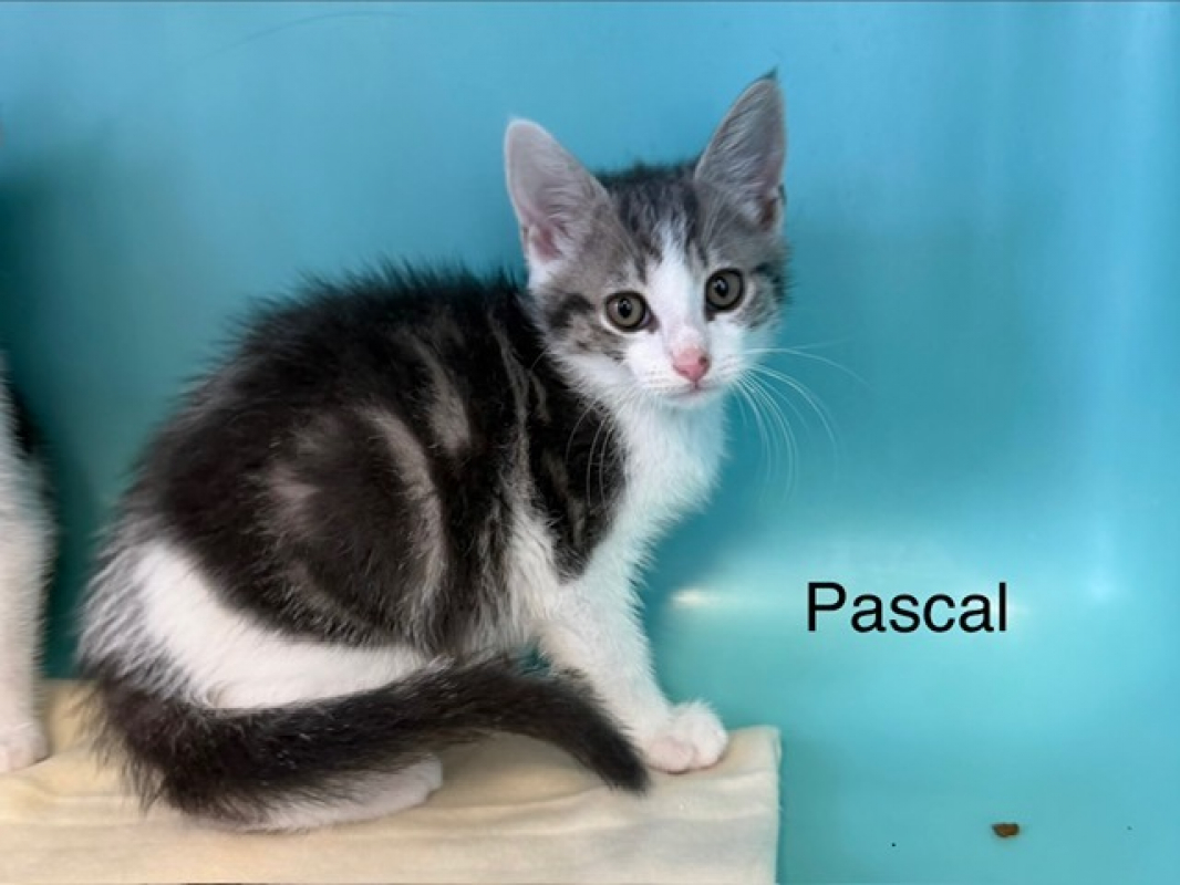 Photo de Pascal