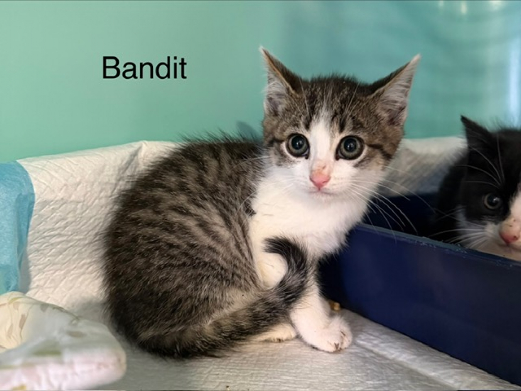 Photo de Bandit