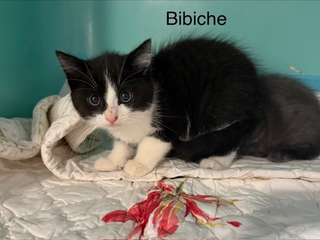 Photo de Bibiche