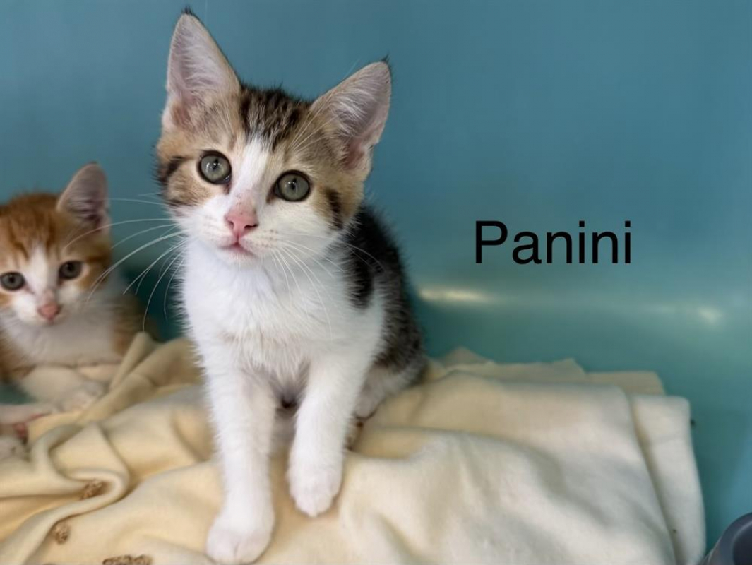 Photo de Panini
