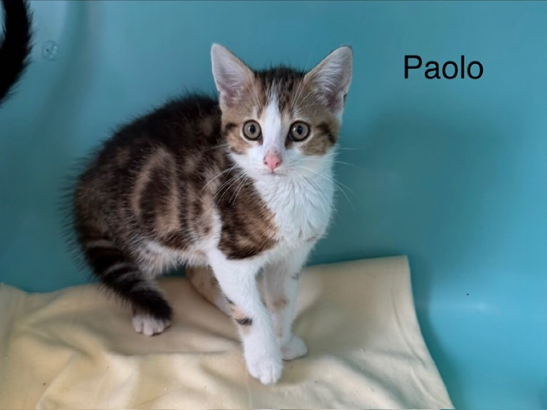 Photo de Paolo