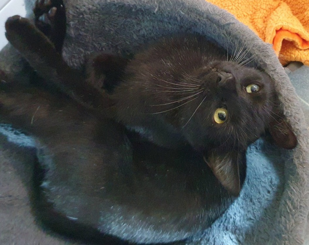 Photo #2 de Papillon cha c