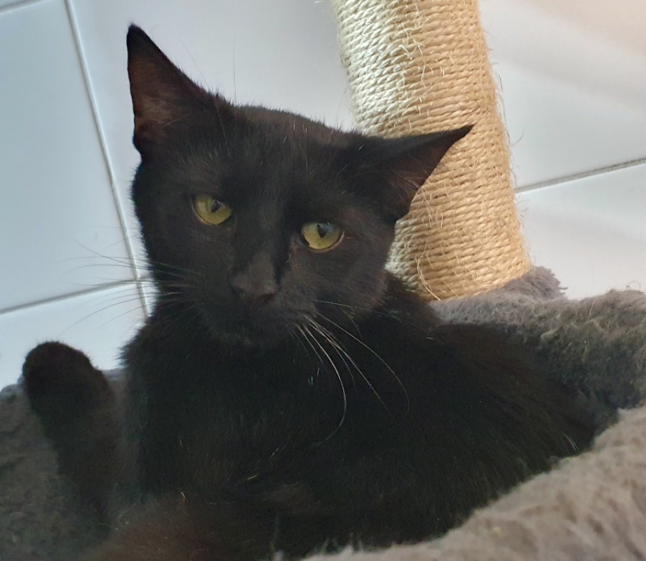 Photo #1 de Papillon