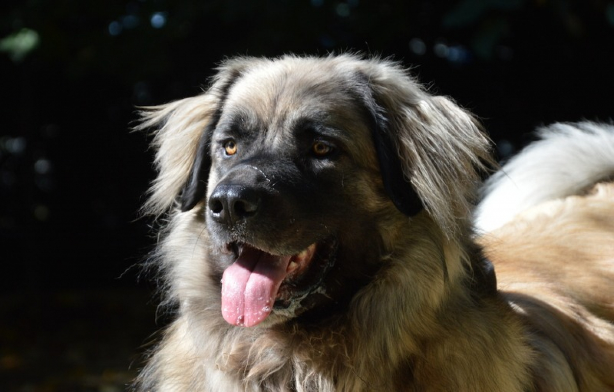 Photo #2 de Simba