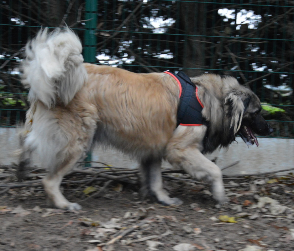 Photo #4 de Simba