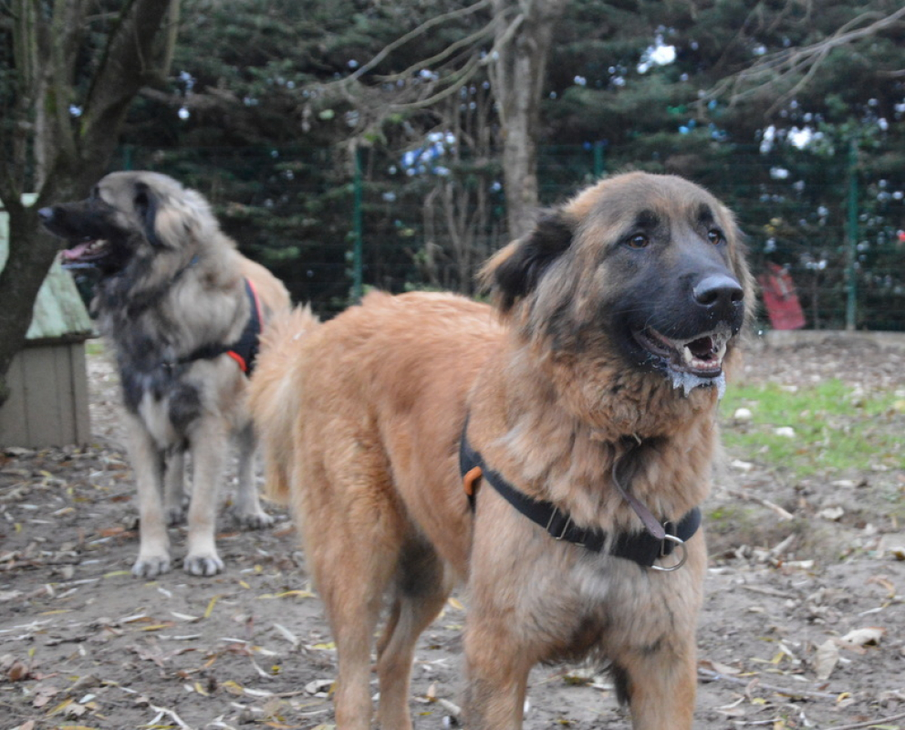 Photo #5 de Simba