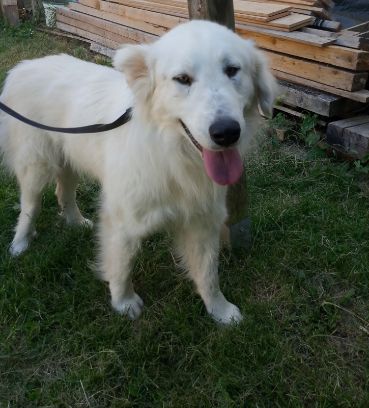 Photo #2 de baloo