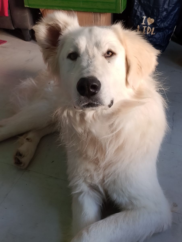 Photo #1 de baloo