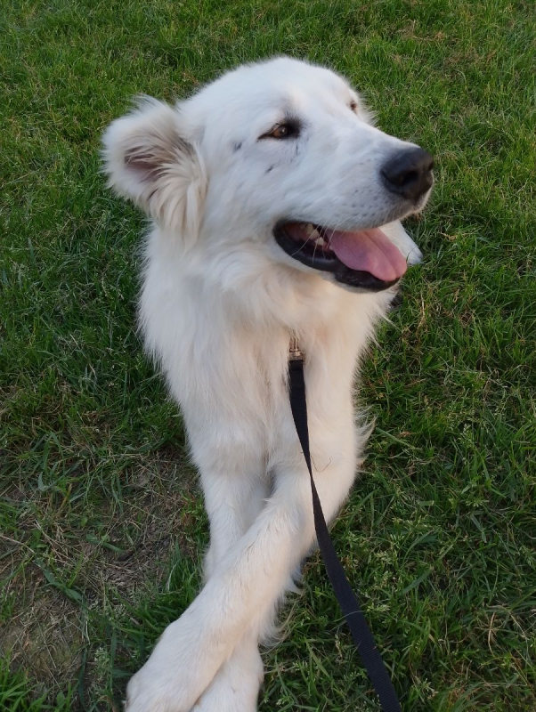 Photo #4 de baloo