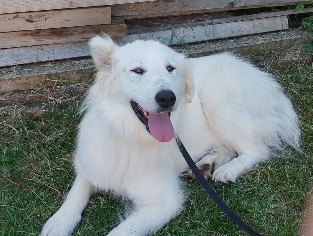 Photo #5 de baloo