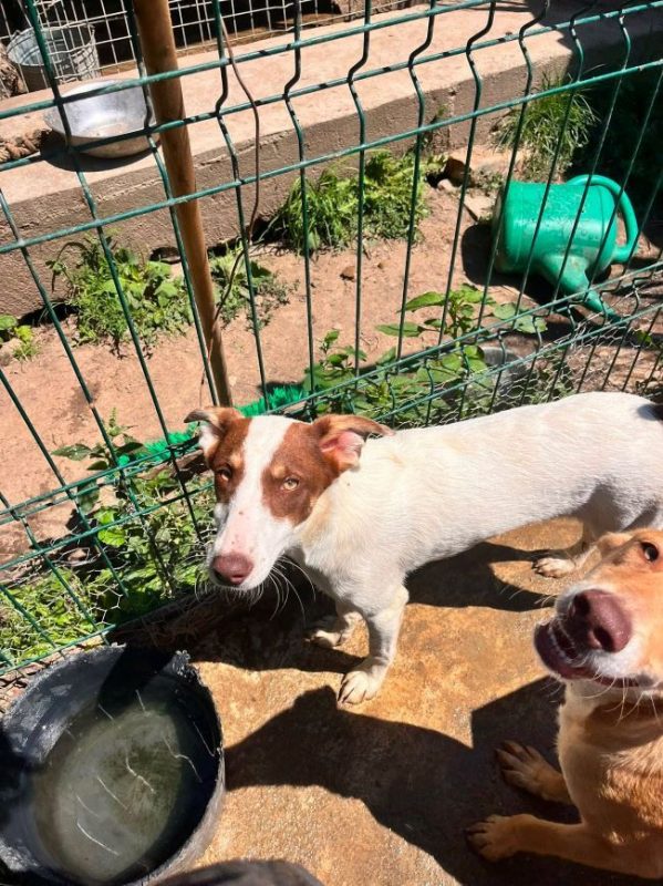 SoBeauty - Chien à adopter - photo 6