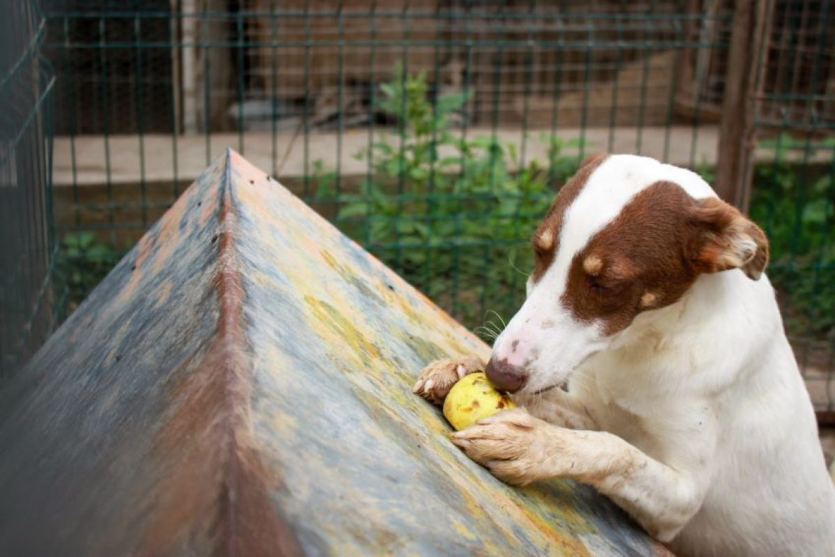SoBeauty - Chien à adopter - photo 7